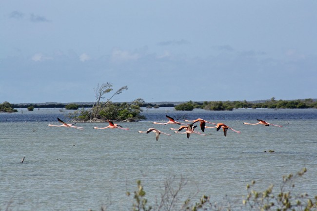 flamingos 2