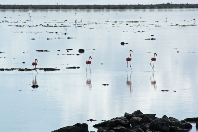 flamingos