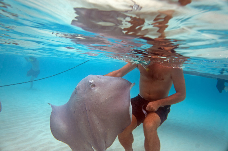 Stingray City, Grand Cayman