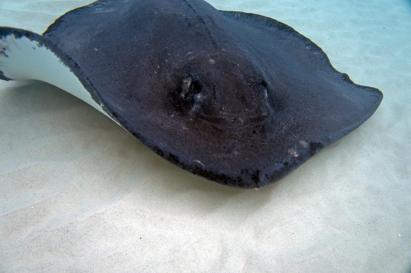 stingrays in Grand Cayman