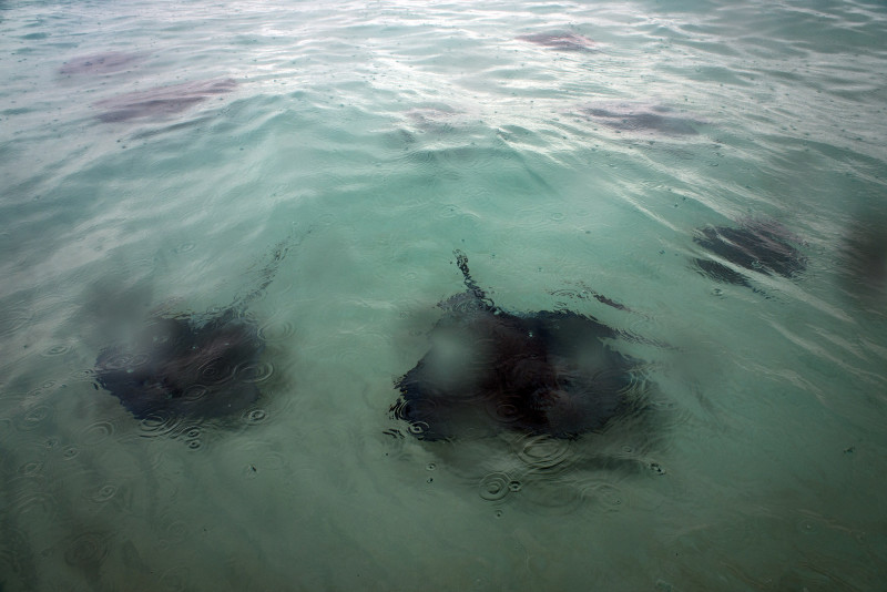 Stingray City, Grand Cayman