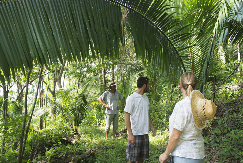 hiking through jungle