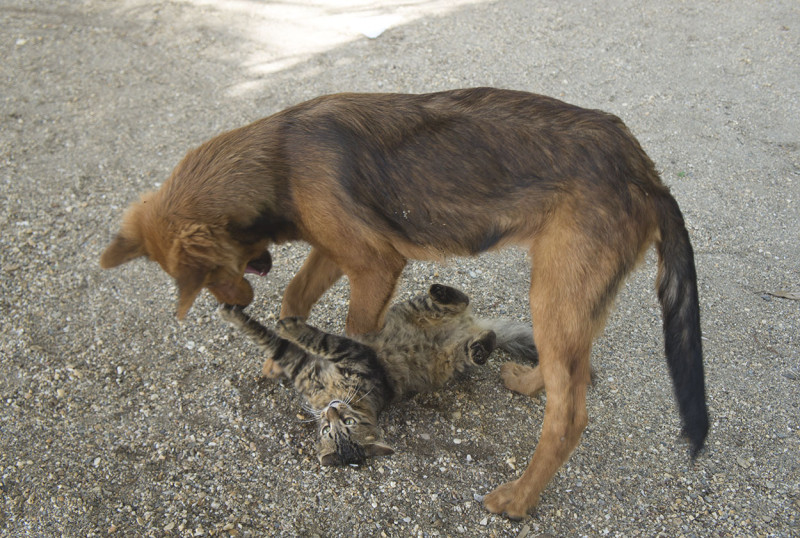 cat and dog wrestling