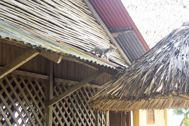 cat on a roof