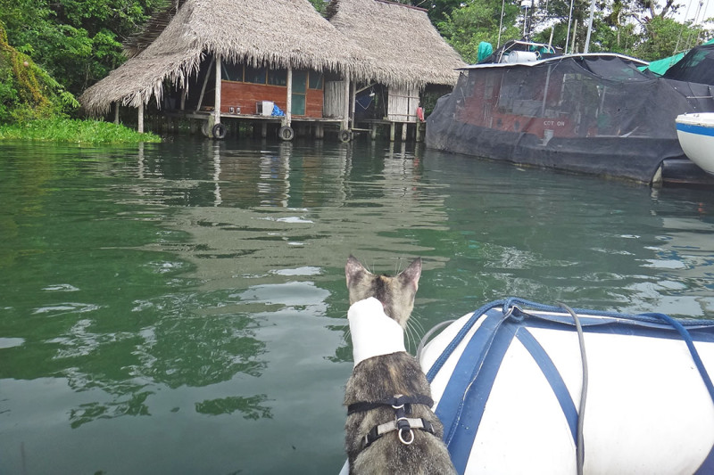 Georgie in the dinghy