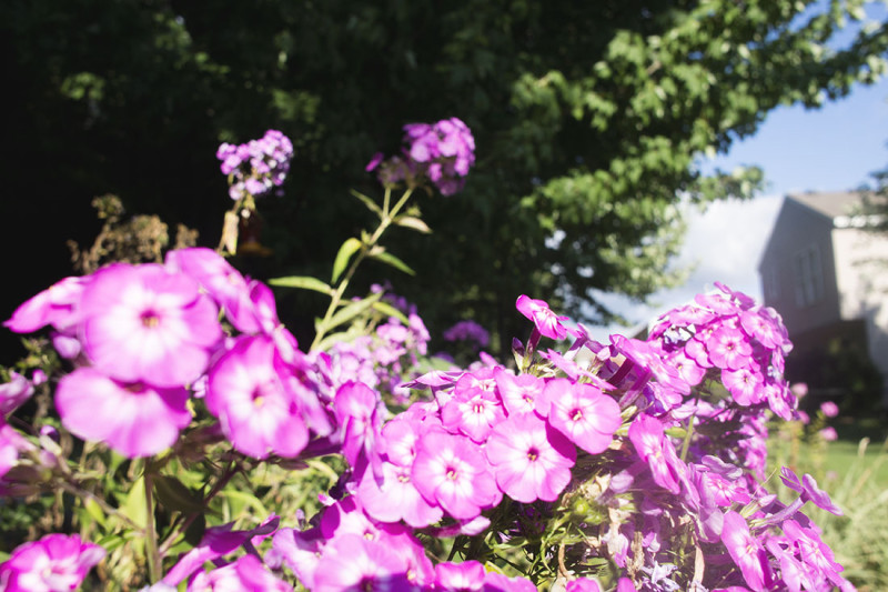 flowers in garden