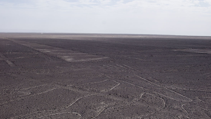 Nazca Lines - tree & lizard