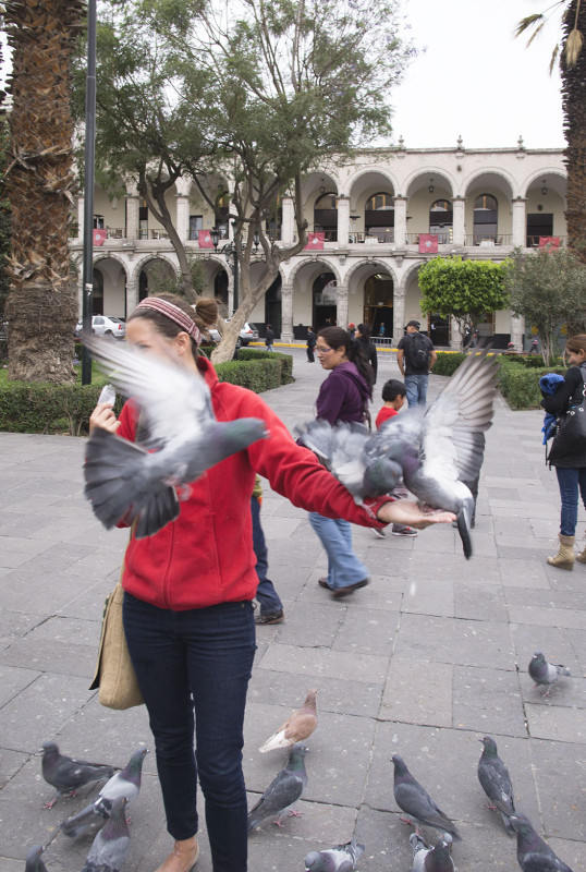 hiding from pigeons