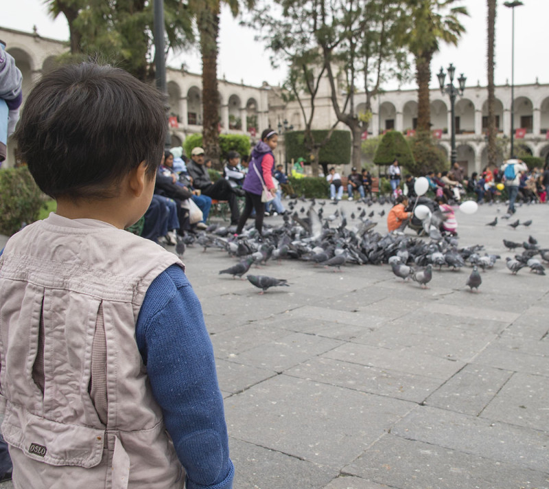 watching pigeons Plaza de Armas Arequipa