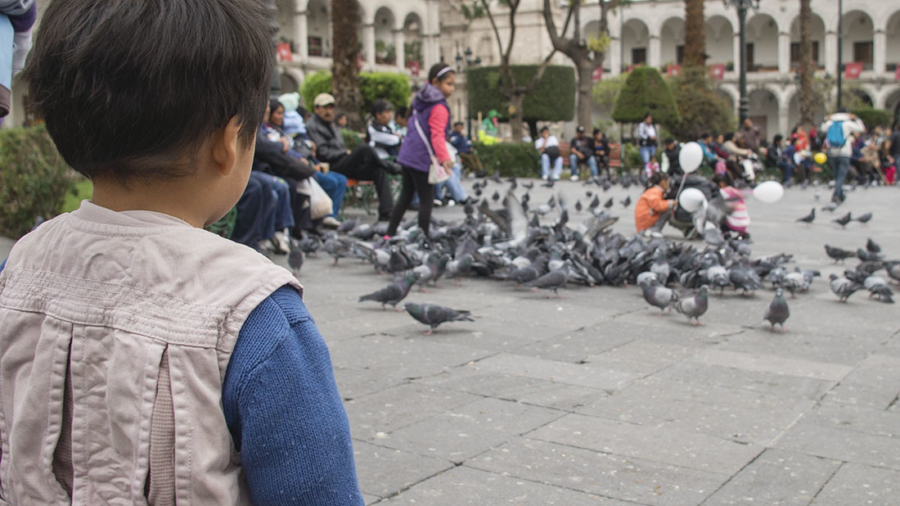 watching pigeons Plaza de Armas Arequipa