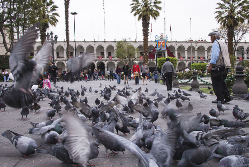 pigeons in Arequipa