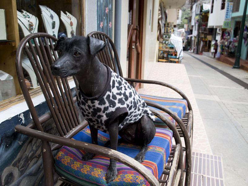 Peruvian hairless dog