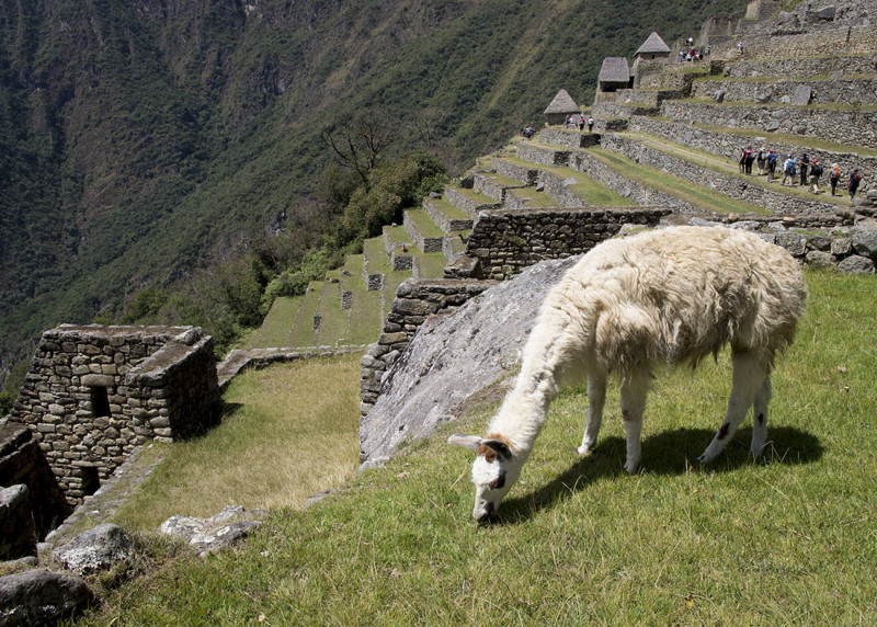 llama grazing Machu Picchu