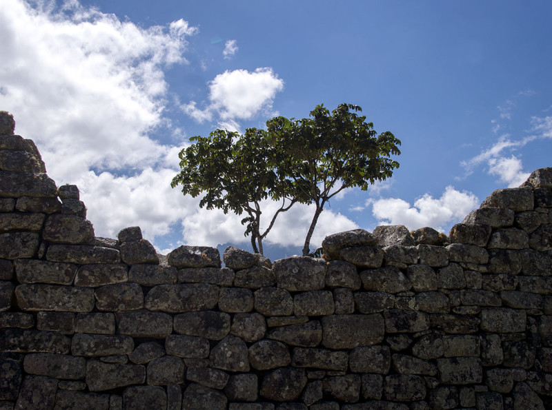 tree behind stone wall  Machu PIcchu