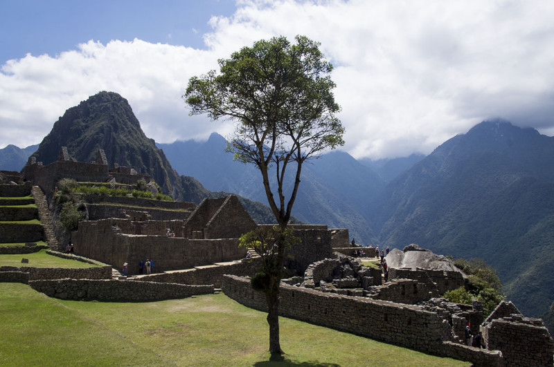 tree standing alone in sacred ruins  Machu PIcchu