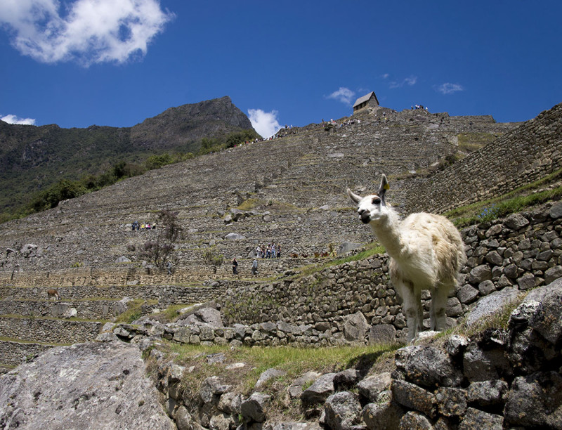 llama grazing  Machu Picchu