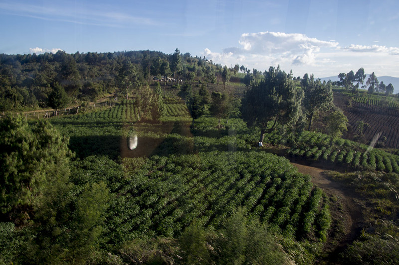 crops growing over Medellin