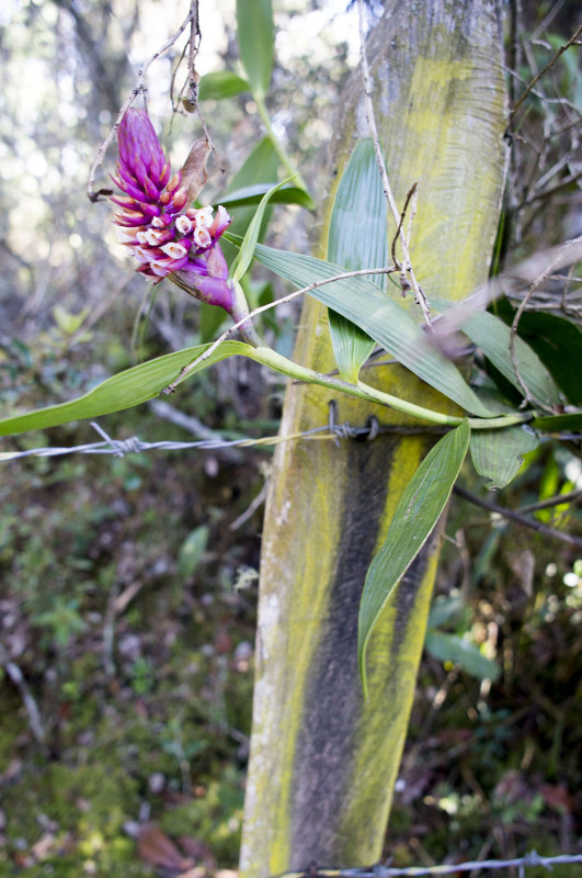 orchid in Arvi Park