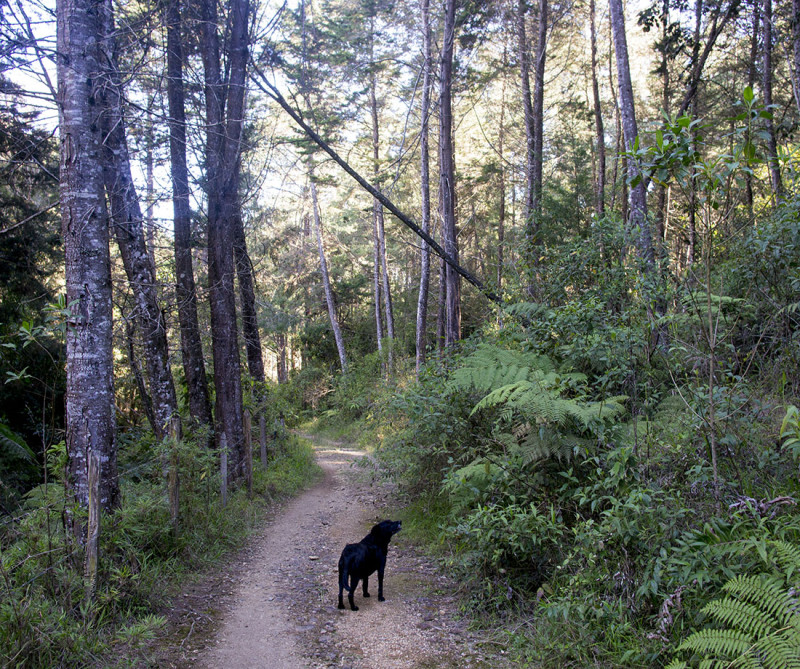 Trails through Arvi Park Medellin