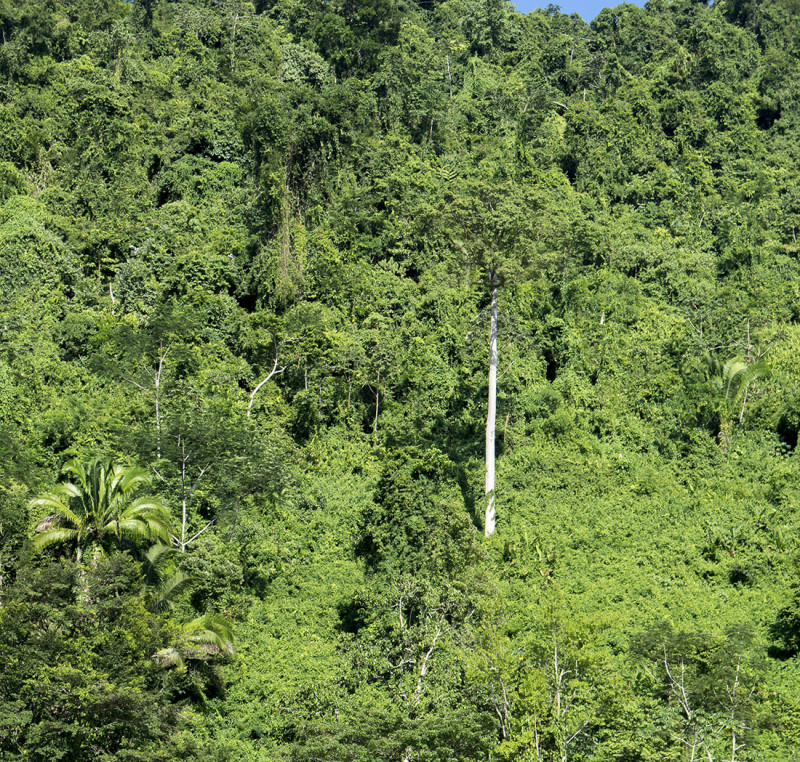 tree in the Rio