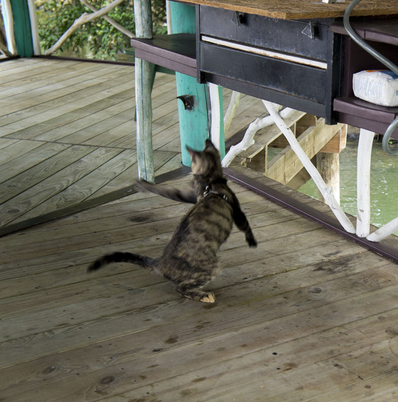 Georgie batting bugs at the ranchito.