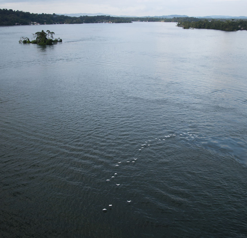 birds flying under bridge, Rio Dulce, Guatemala