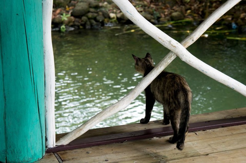 georgie staring at fish in the ranchito