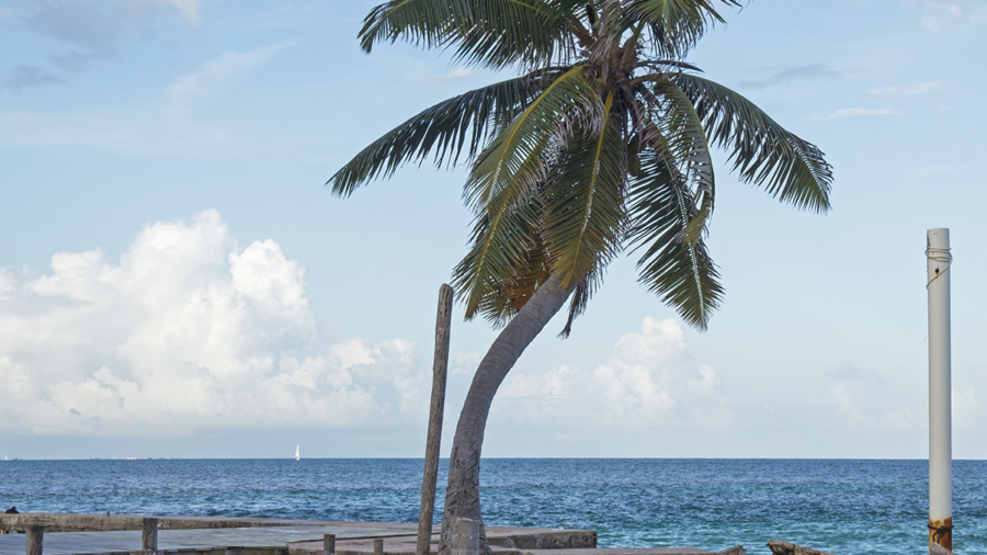 palm tree at Cay Caulker