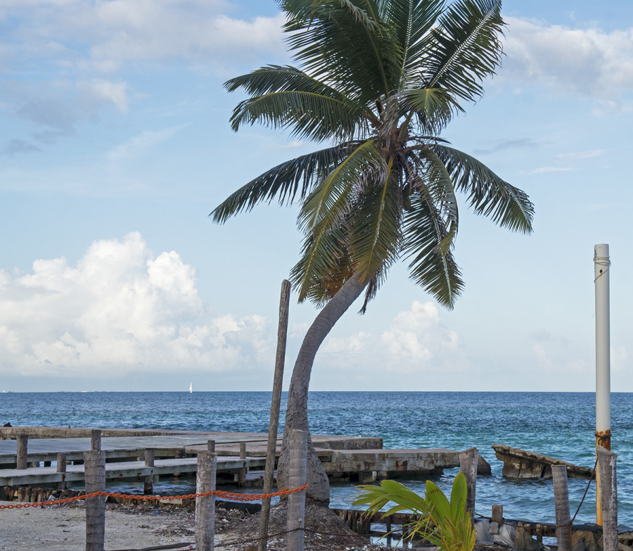 palm tree at Cay Caulker