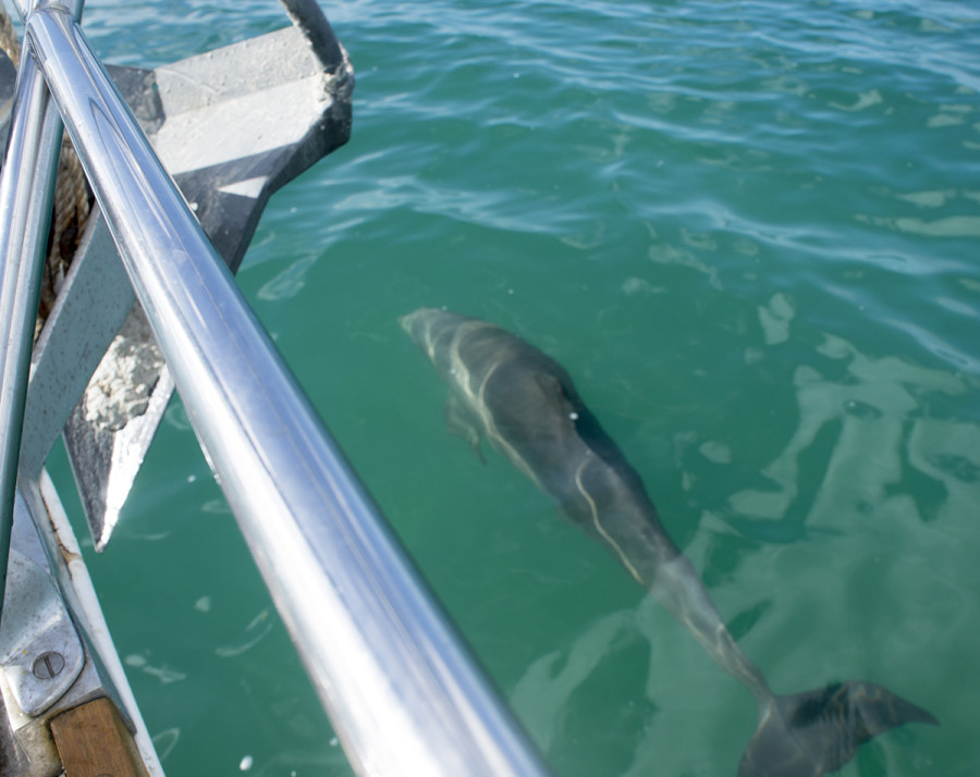 dolphin at St. George's Cay