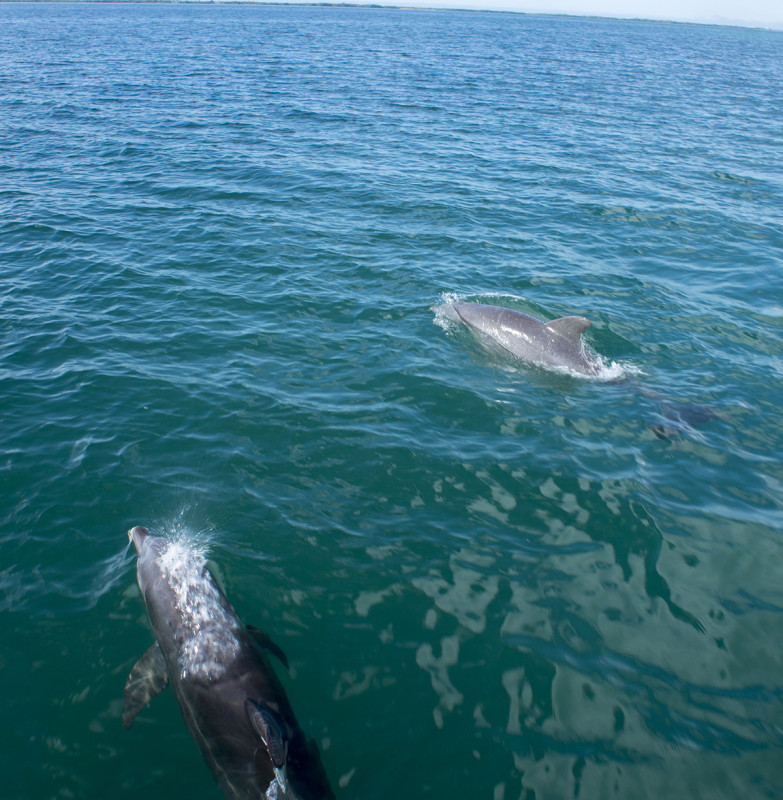 dolphins at St. George's Cay