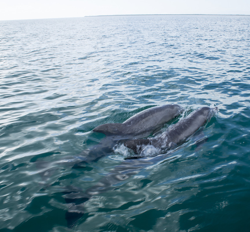 dolphins at St. George's Cay, Belize