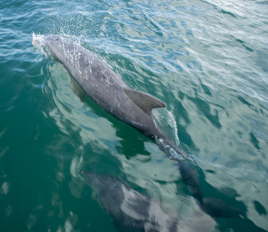 dolphins at St. George's Cay, Belize