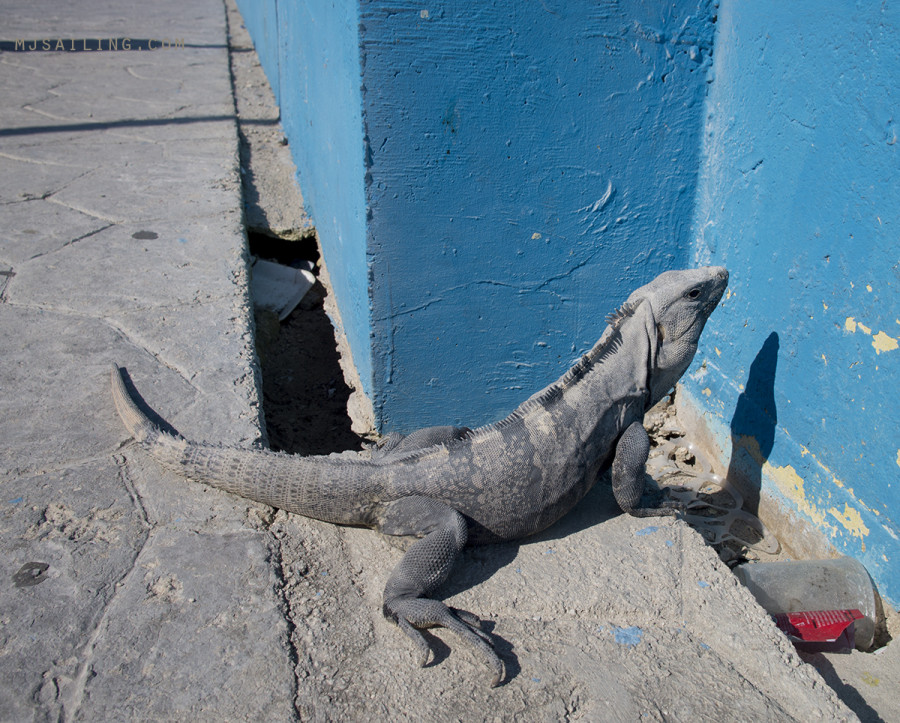 iguana in Isla Mujeres