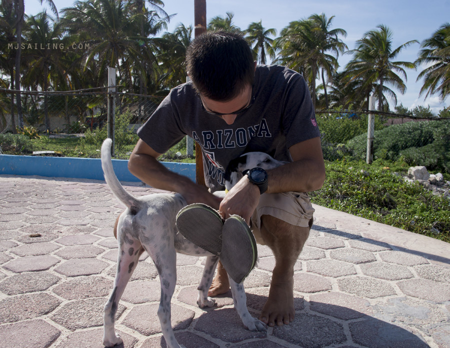 Matt playing with dog