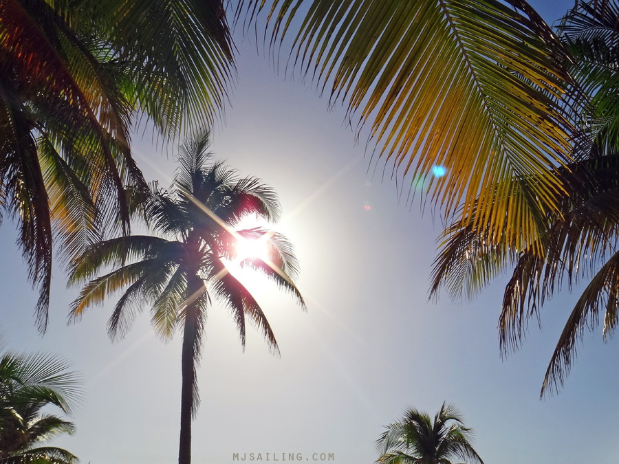 palm trees in Isla Mujeres