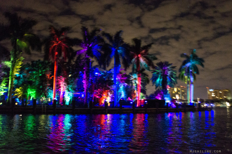 palm trees lit up at night