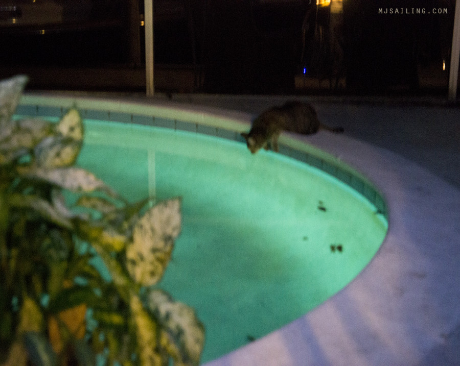 cat drinking pool water