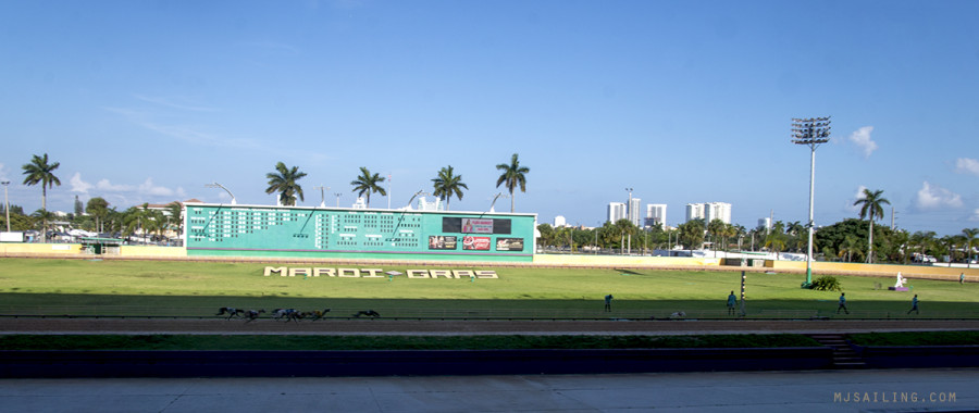 dogs racing at Mardi Gras