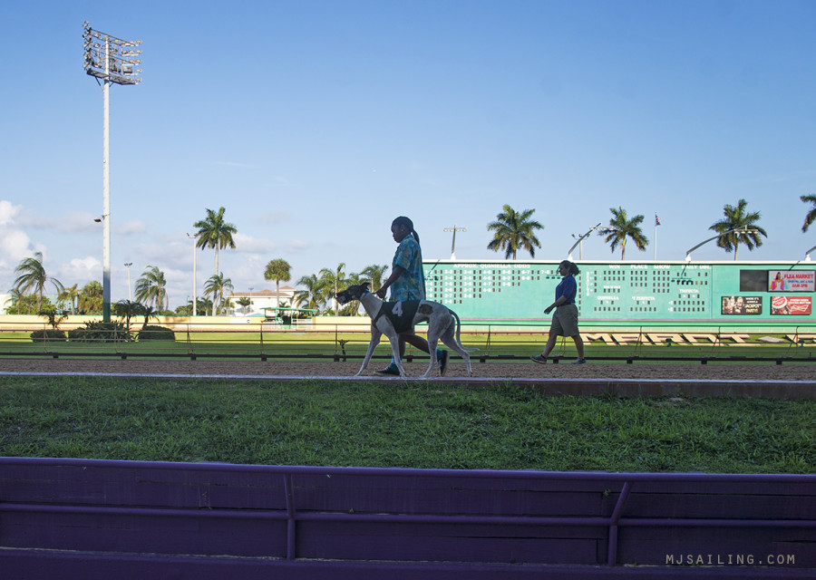 walking the dogs, pre-race