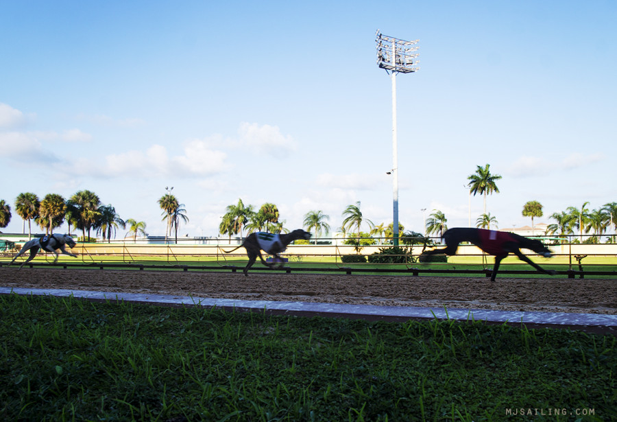 dogs running at Mardi Gras