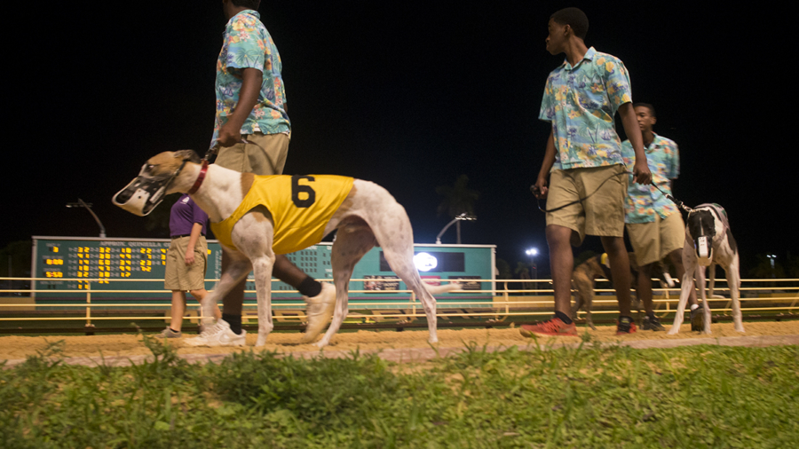 dog races