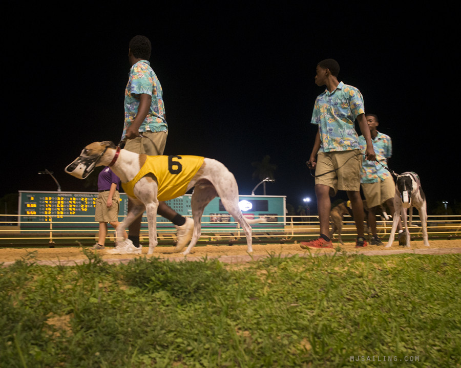 dog races