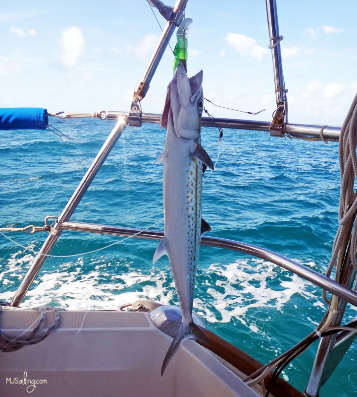 catching small baracuda