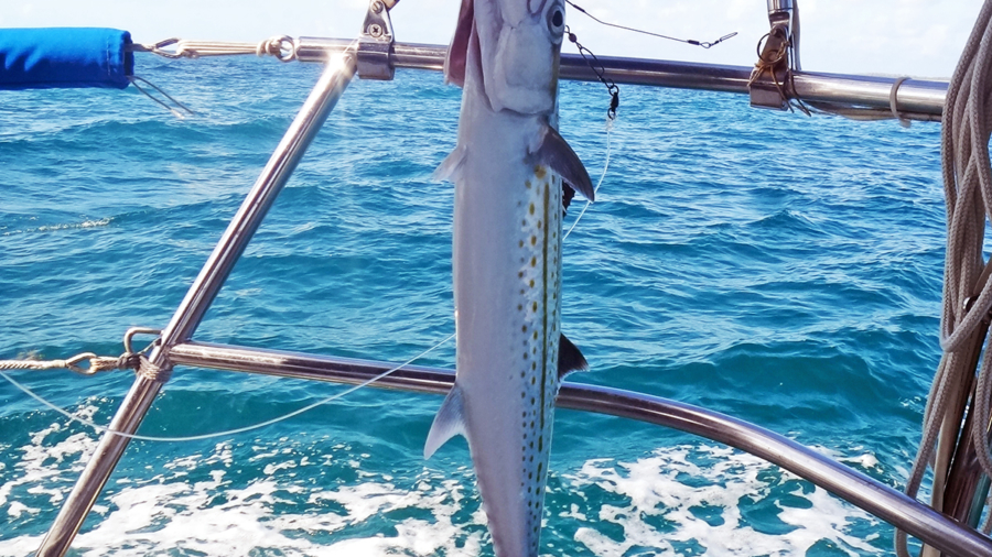 catching small baracuda