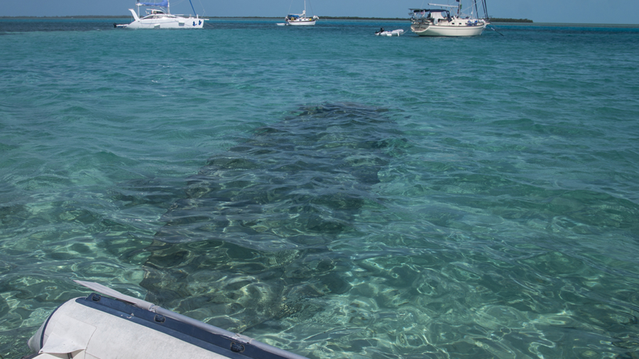 dinghy dock in Bimini