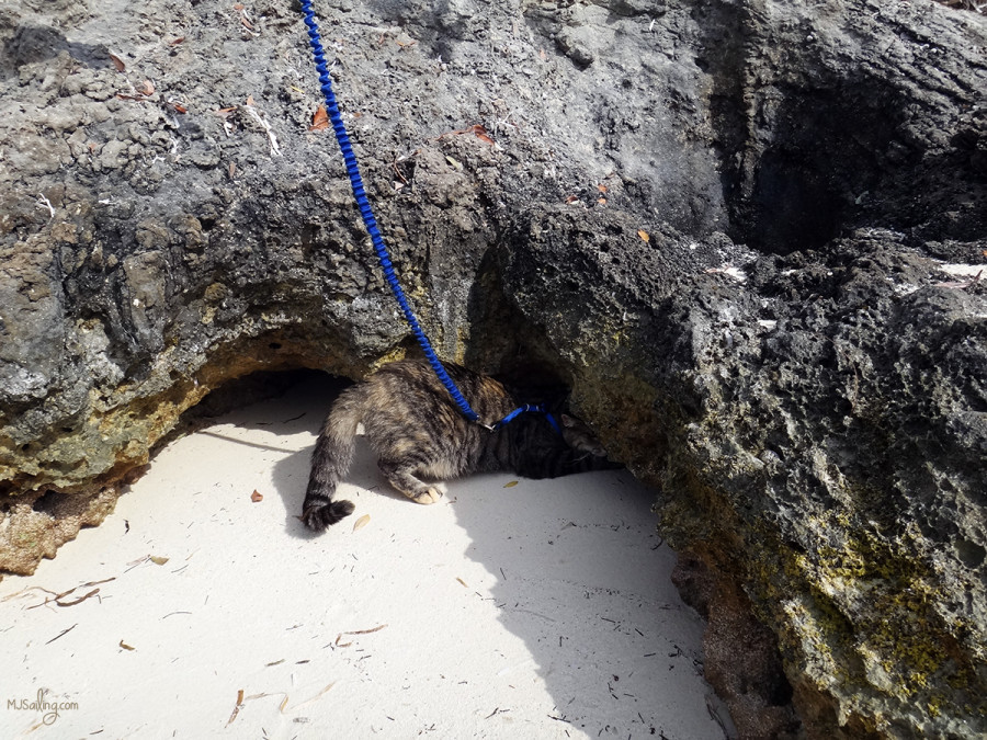 Georgie inspecting coral