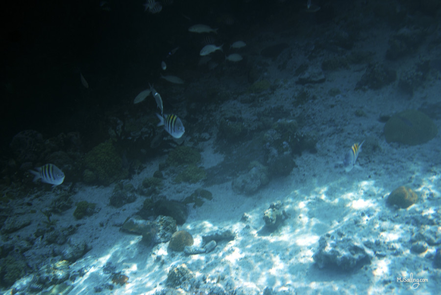 fish at Thunderball Grotto