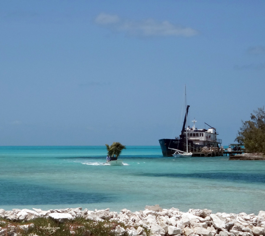 boat carrying palm trees