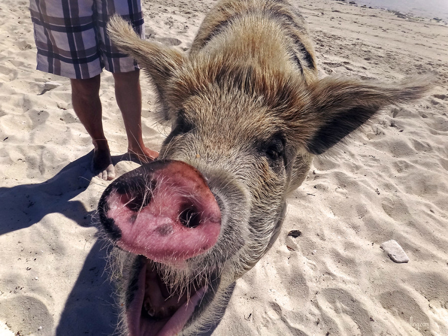 pig from Big Major's Cay